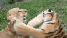 Cubs Playing GIF - Cubs Playing Fight Me GIFs
