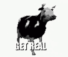 Polish Cow Meme GIF - Polish Cow Meme Memes GIFs