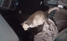 a cat is laying on a blanket on a table