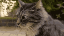 Cat Screw GIF - Cat Screw Face GIFs