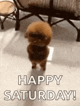 a small brown poodle is standing on its hind legs and says `` happy saturday '' .