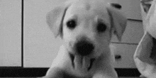 Tkc Welcome Puppy GIF