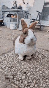 a brown and white bunny rabbit is standing on a rocky sidewalk .