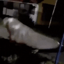 a dolphin is swimming in a body of water