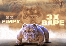 a picture of a dog with the words 2x pimpy and 3x bape on it
