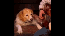 Dog Hates Guitar Shhh GIF - Dog Hates Guitar Shhh Dont Quit Your Day Job GIFs