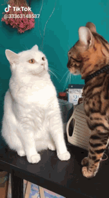 Cat Punching GIF - Cat Punching Fighting GIFs