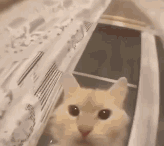 Funny Cat Memes GIF - Funny Cat Memes - Discover & Share GIFs