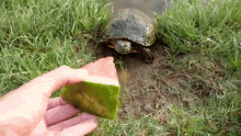Turtle Watermelon GIF - Turtle Watermelon Turtle Eating Watermelon GIFs