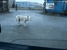 cute dog dancing road