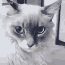 Cat Shock GIF - Cat Shock GIFs