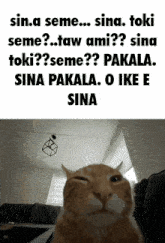 Sina Seme Sina Toki Seme GIF