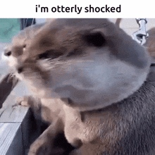 Otter Otterly GIF - Otter Otterly Shock GIFs