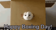Pay Attention Happy Boxing Day GIF