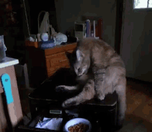 a cat is sitting on a chair in a dark room