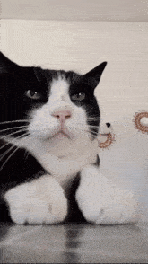 Cat Smokin GIF - Cat Smokin Dancingcat GIFs