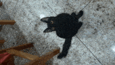 a black cat with yellow eyes looks up at the camera