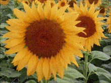 tail%C3%A3ndia flower beautiful sunflower