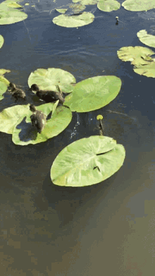 Nature Duck GIF