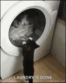 Laundry Cat GIF - Laundry Cat Laundry Machine GIFs
