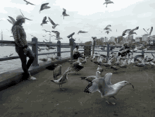 Seagull Turkey GIF - Seagull Turkey Istanbul GIFs