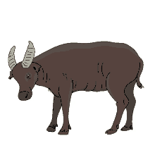 tamaraw tamarou mindoro dwarf buffalo