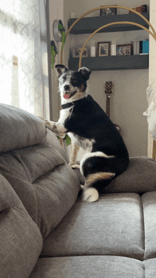 a black and white dog is standing on its hind legs on a grey couch
