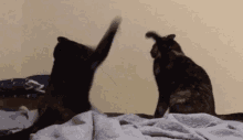 Cat Fight Cat GIF - Cat Fight Cat Cats GIFs
