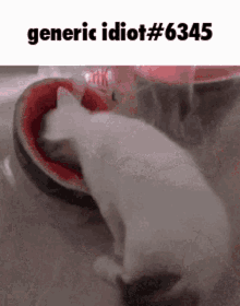 generic idiot crappy scpsl secret laboratory watermelon cat
