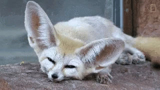 Cute Foxes in the World with Pictures cute fennec fox