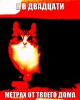 Komaru Komarucat GIF - Komaru Komarucat Cat GIFs